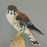 American Kestrel   -   Soft Pastel   -   Available