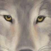 "Wolf Eyes"     Soft Pastel    Sold