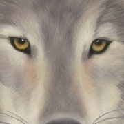 "Wolf Eyes"     Soft Pastel    Sold