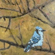 6905...8x8: oil on canvas: "blue jay" w 24