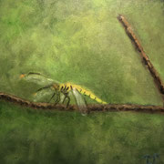 6314...12x12: oil on canvas: "dragonfly" s 20