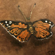 6406...8x8: oil on canvas: "painted lady" f 20