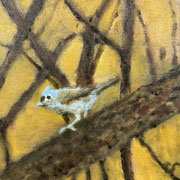 6683...8x8: oil on canvas: "blue titmouse" f 22