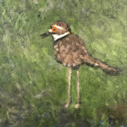 6620...8x8: oil on canvas: "killdeer" s 22