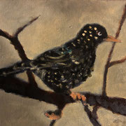 6443...8x8: oil on canvas: "starling" w 21