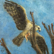 7171...8x8: oil on canvas: "osprey w/catch" f 25