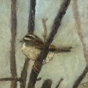 7206...8x8: oil on canvas: "house sparrow 2" w 26