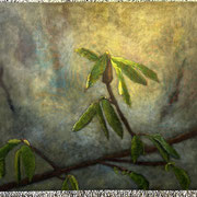 7007...44x48: oil on linen w/prints: "isoler" s 24