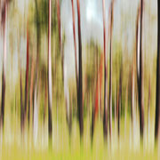 dieter härtter....................trees 2