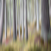 dieter härtter...................trees 1