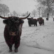 Wintermärchen auf dem Eschenhof