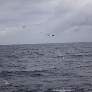 Jagende (oder auch abstürzende) Basstölpel... alle Spritzer sind vom Himmel gefallene Vögel! ;)