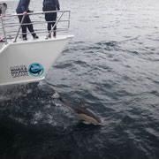 Delfine, die unser Boot begleiten