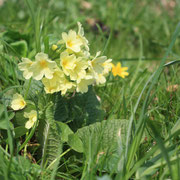 Echte Schlüsselblume - Primula veris