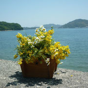 ５月６日　エニシダ