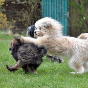 Goldie und Raik