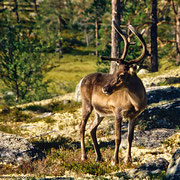 Im Nationalpark begegnet man wohl mehr Rentieren als Menschen!