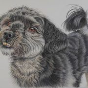 Shiro (A3) Buntstift auf Pastelmat