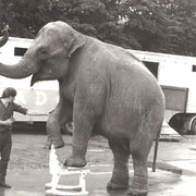 Elefantentest im Zirkus Adolfo
