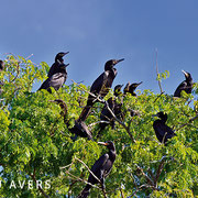 Kormorane sammeln sich in Gruppen zum Nisten in Bäumen am Flussufer - (c) Lou Avers