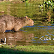 Schnell weg! Capivara auf dem Weg in einen Teich auf dem Gelände der Pousada... - (c) Lou Avers