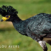 Der Mutúm (Naktgesichthokko) ist ein sehr kurioser Vogel - (c) Lou Avers