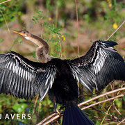 Schlangenhalsvogel (Anhinga) beim Flügeltrocknen am Flussufer - (c) Lou Avers