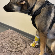 3 Tage und 2 Nächte hat Mila Infusionen gekriegt.