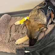 3 Tage und 2 Nächte hat Mila Infusionen gekriegt.