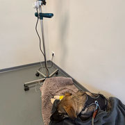 3 Tage und 2 Nächte hat Mila Infusionen gekriegt.