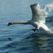 landeanflug