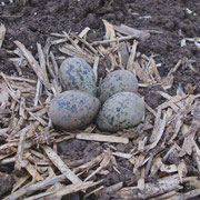 Kiebitz-Nest (c) Dieter Rauer