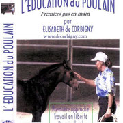 L´education du poulain