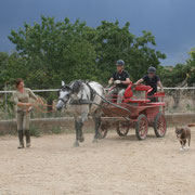 Acostumbrar el caballo a su disciplina: doma, salto, carruaje, horseball, etc...