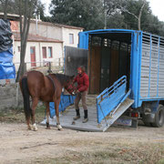 Correción de problemas de conducta del caballo, remolque, tirar atras, etc...