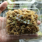 マルクグラヴィア　’Azreal’