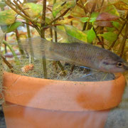 マルプルッタ　WILD　オス