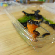 アマミシリケンイモリ