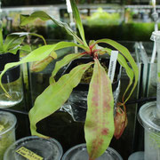 ネペンテス　バイキング