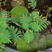 ミズオジギソウ