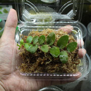 マルクグラヴィア　レクティフローラ