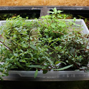 侘び草有茎草MIX