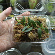 フィカスsp.ナローリーフ