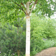 rhs hyde hall betula