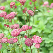 rhs hyde hall astrantia