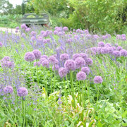 rhs hyde hall allium