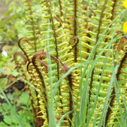 rhs hyde hall fern
