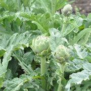 rhs hyde hall artichoke