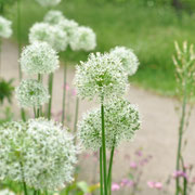 rhs hyde hall allium