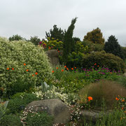 rhs hyde hall dry garden